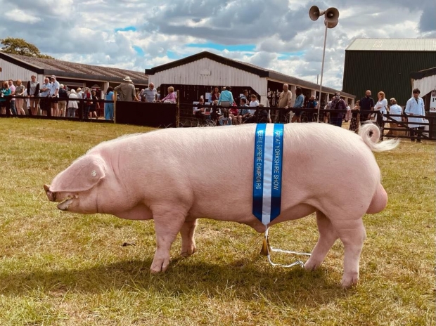 Introducing our prize-winning lop pigs