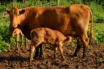 Cow and calf