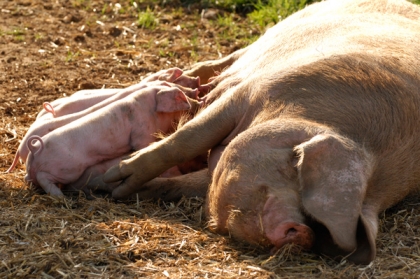 Piglets feeding