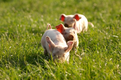 Piglets running