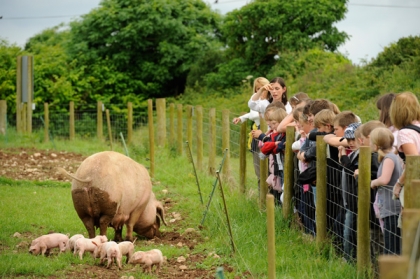 Viewing the pigs