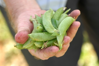 Green beans