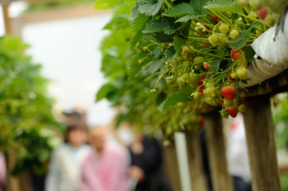 Strawberries ready for picking