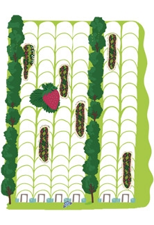 Strawberry Fruit Tunnels