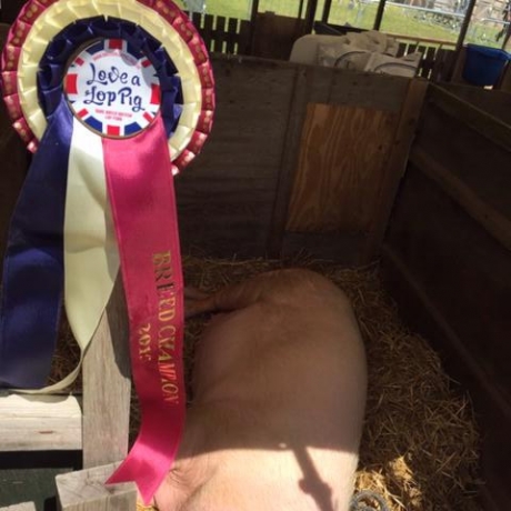 Devon County Show