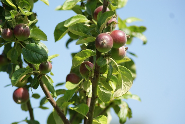 Pick Your Own Apples!