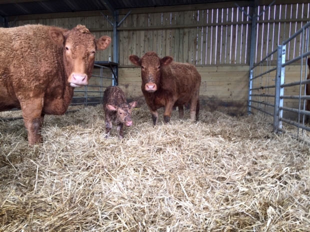 New arrivals down on the farm…