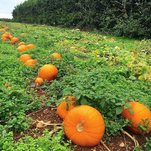 Pick Your Own Pumpkins!