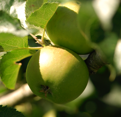 Apple Day 2017…The Countdown Begins!