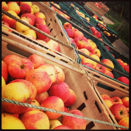 1/2 PRICE APPLES THIS WEEKEND!