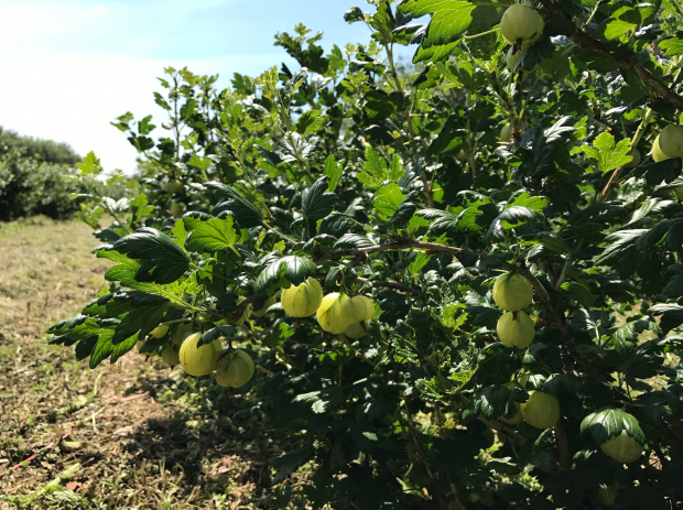 Pick Your Own season is here! And so are the Gooseberries!