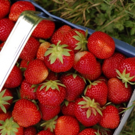 Strawberries are here!