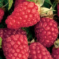 Loganberries