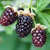 Blackberries