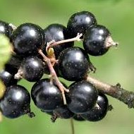 Blackcurrants