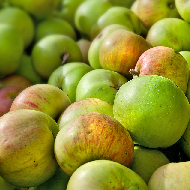 Cooking Apples