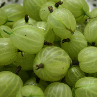 Gooseberries