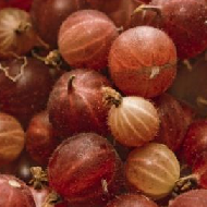 Red Gooseberries