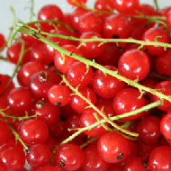 Redcurrants