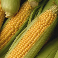 Sweetcorn