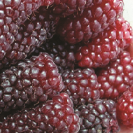 Tummelberries
