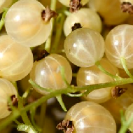 Whitecurrants